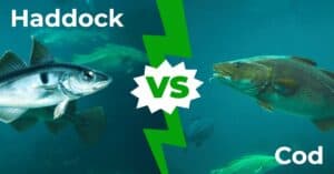 Haddock vs Cod – 5 Main Differences Explained Picture