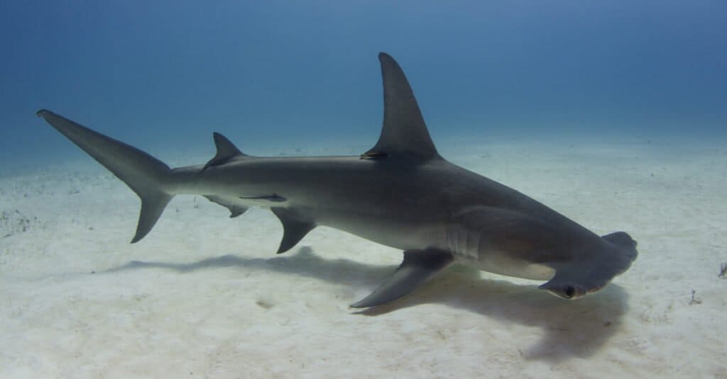 14 Facts About Hammerhead Shark 