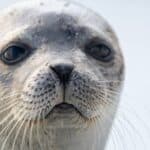 Harp Seal