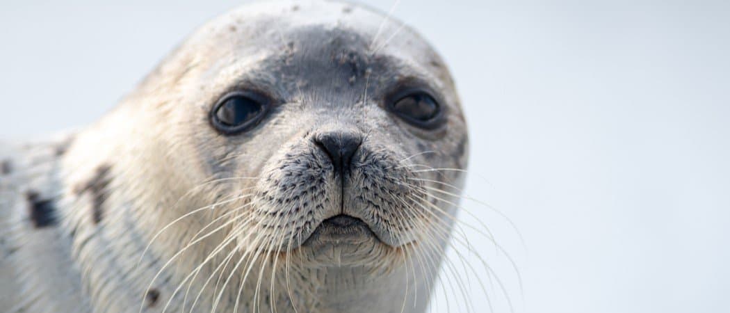 arctic seal