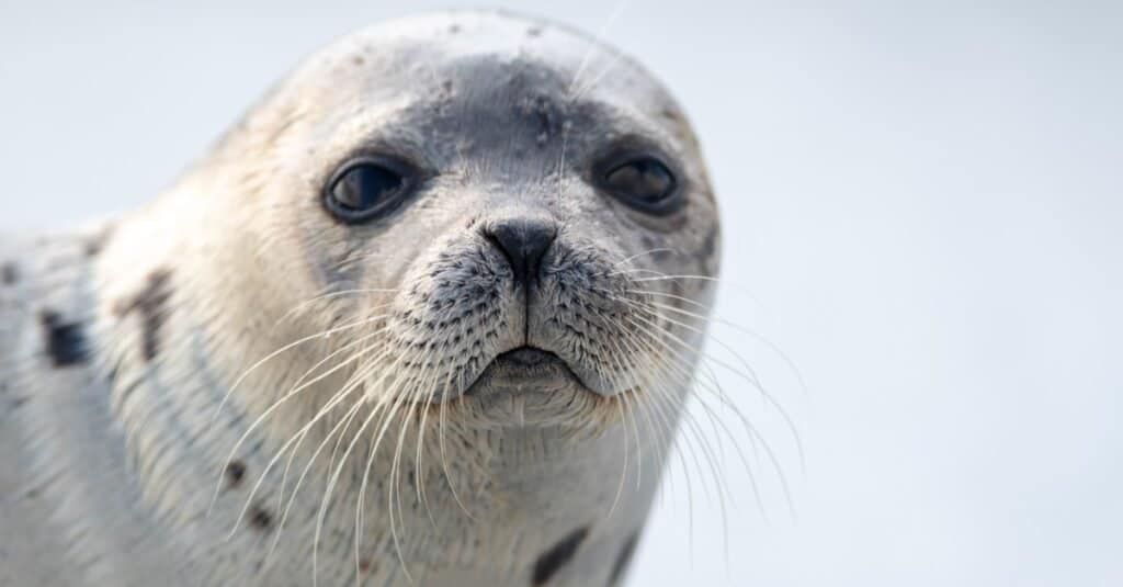 A close up of a harp seal with long whiskers, dark eyes, and a heart shaped nose. The animal has a grey coat with dark spots.