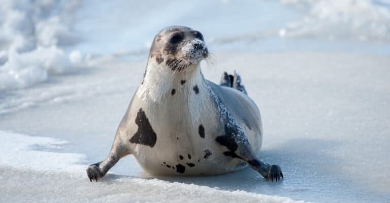 A harp seal with brown, grey, beige, and tan colored skin moves along the top of an ice pan on its fat belly.