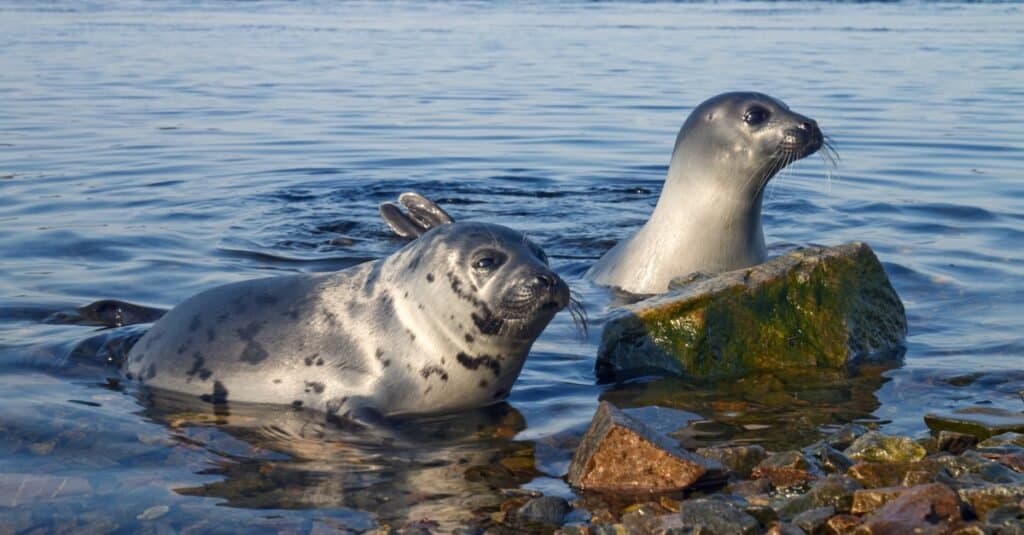 Harp seal, Pagophilus groenlandicus in the White Sea, Gulf Kandalakshskom.