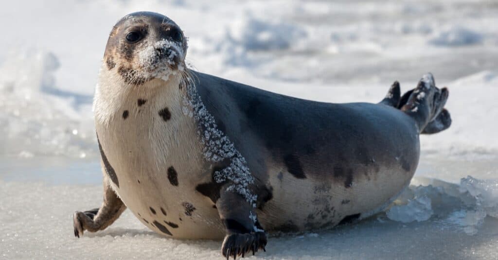 A large grey harp seal lays on an ice pan with its face and body covered in snow.