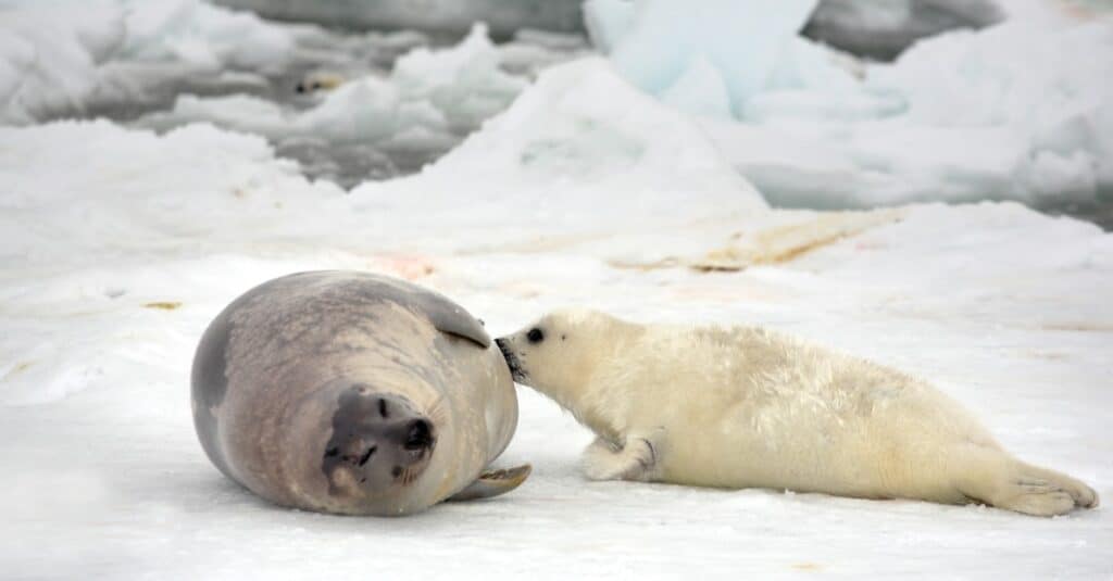 A harp seal cow and newborn pup, suckling, on ice.