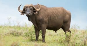 Buffalo vs Cow: What Are the Main Differences? Picture