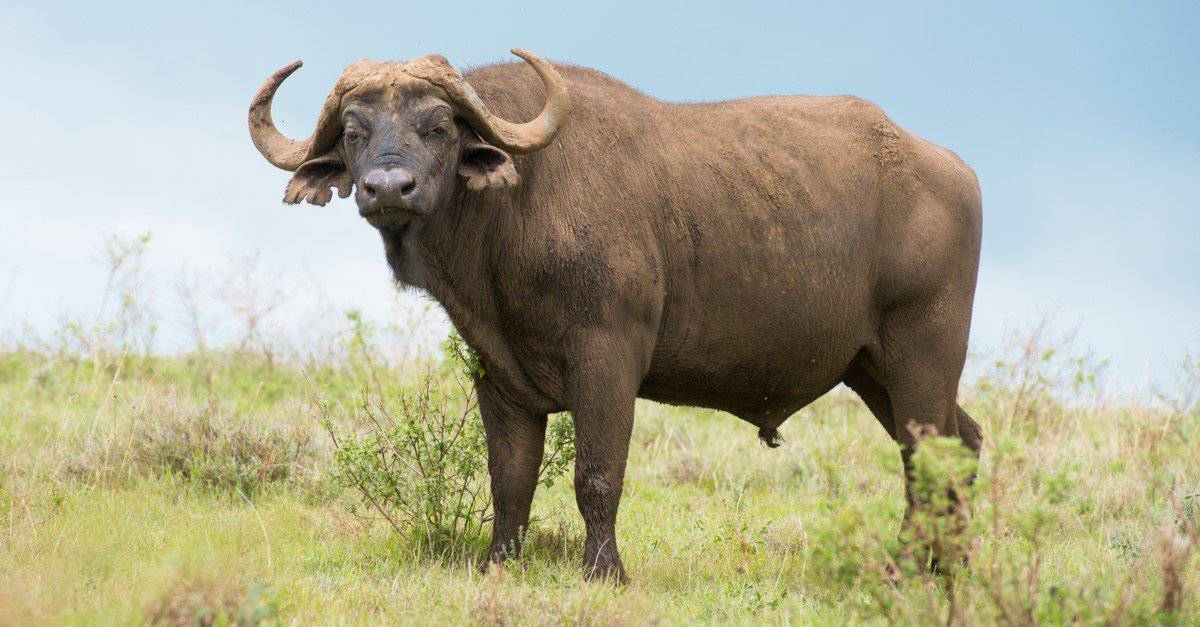10 Incredible Buffalo Facts - AZ Animals