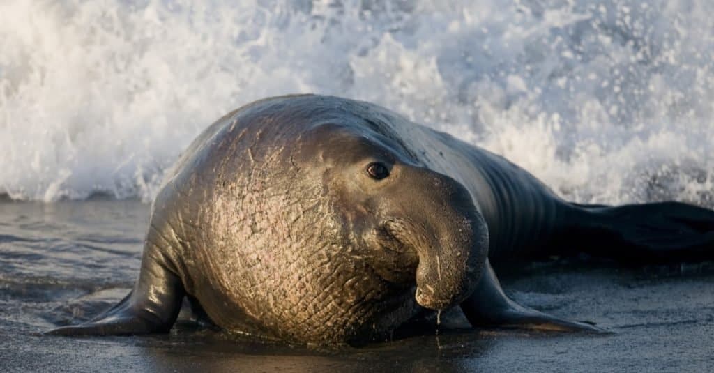 an brown elephant seal in the surf/ sand The seal is looking toward the right of the frame, with a frothy white wave behind. 