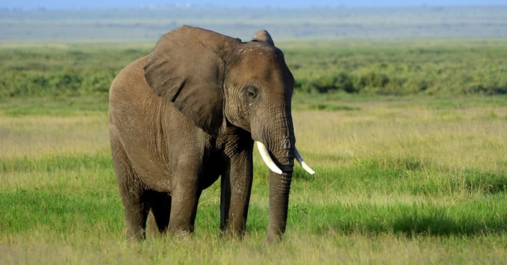 Heaviest Animal: Elephant