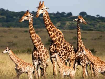 A 5 Incredible Animals Taller Than Giraffes