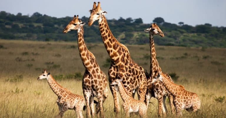 Heaviest Animals: Giraffe