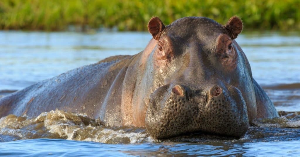 Heaviest Animals: Hippopotamus