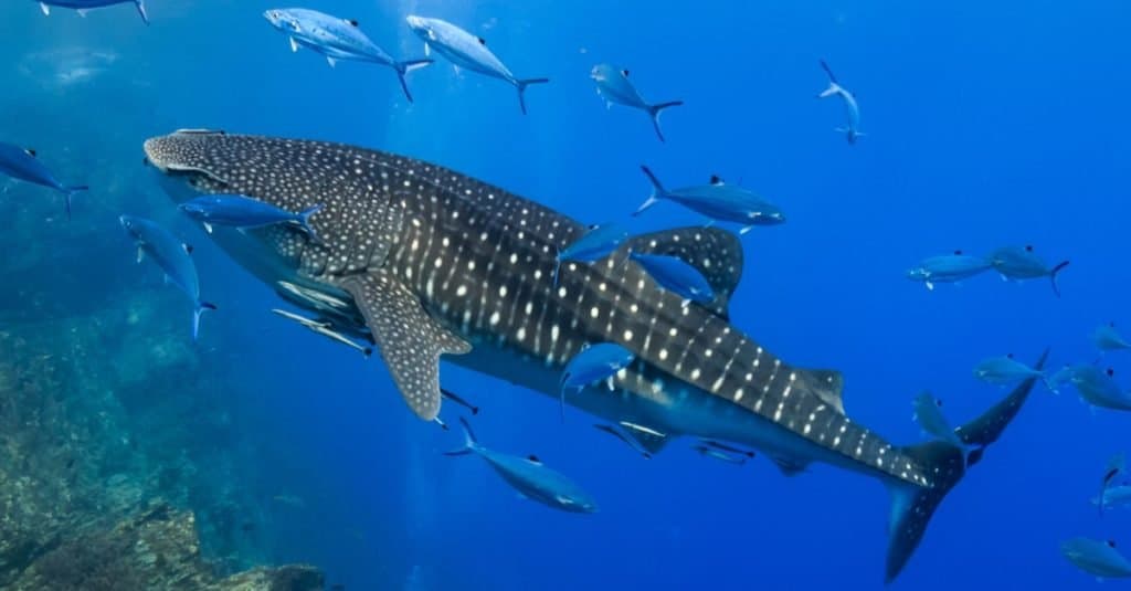 Động vật nặng nhất: Cá mập kiếm ăn sinh vật phù du