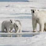 A Polar bear mother with two cubs on ice. Polar bears are born tiny and completely helpless, but grow up to be the largest carnivore on land