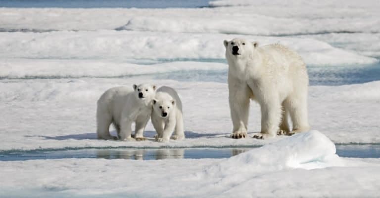 Heaviest Animals: Polar Bear