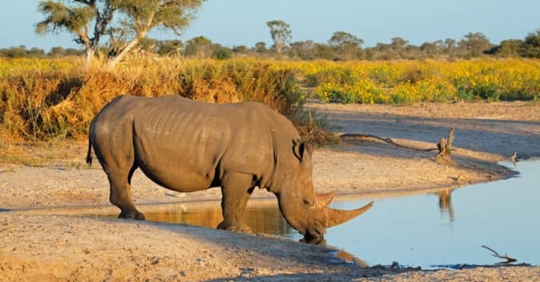 Heaviest Animals: Rhinoceros