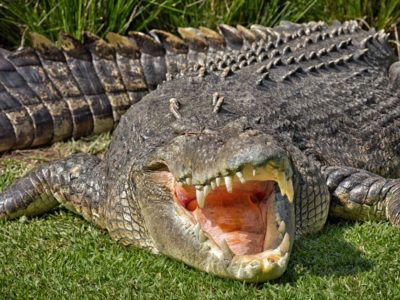 A 20ft, Boat Sized Saltwater Crocodile Appears Literally Out of Nowhere