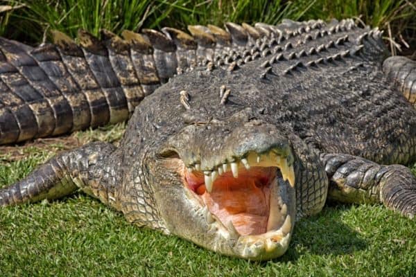 A huge Saltwater Crocodile basks in the hot Australian sun. Saltwater crocodiles are the largest crocodile species and also the largest living reptile in the world.