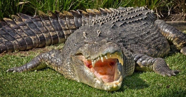 Heaviest Animals: Saltwater Crocodile