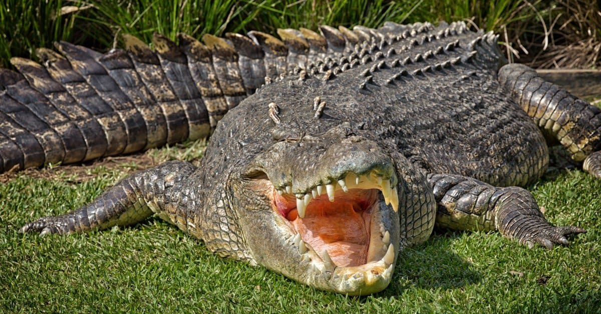 Crocodile Lifespan: How Long Do Crocodiles Live? - AZ Animals
