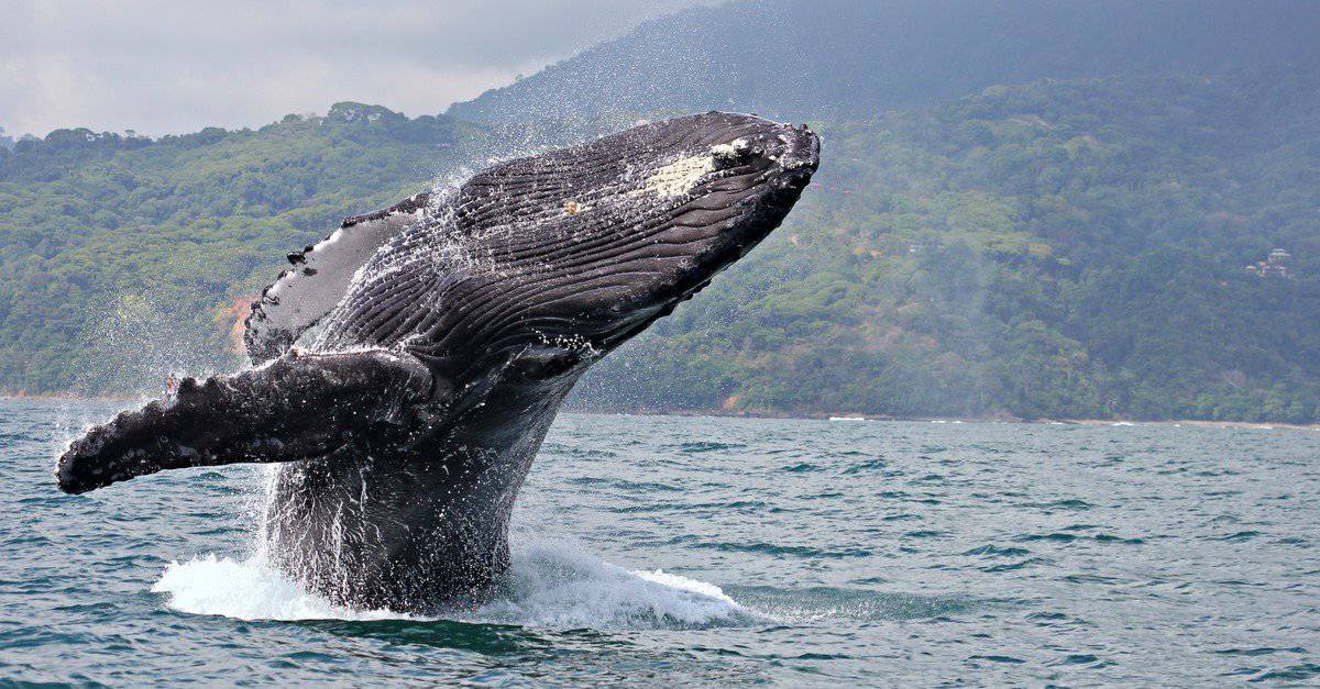 Heaviest Animals: Whales