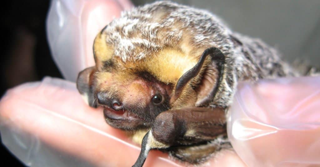 Hoary Bat on a person's hand.