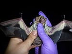 Hoary bat