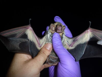 A Hoary Bat