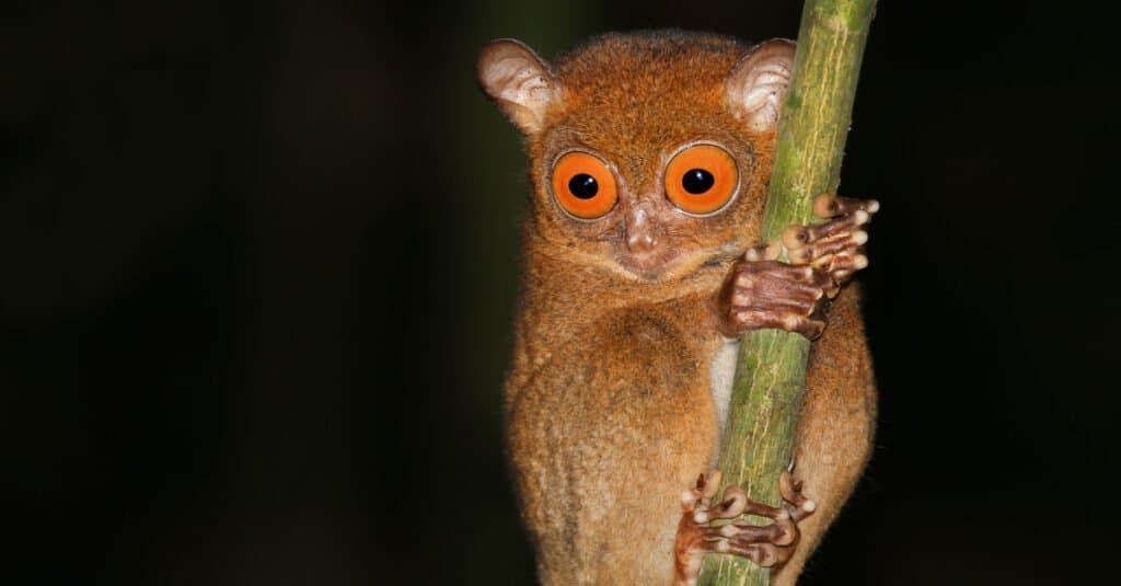Animals with large eyes – Horsfield's Tarsier