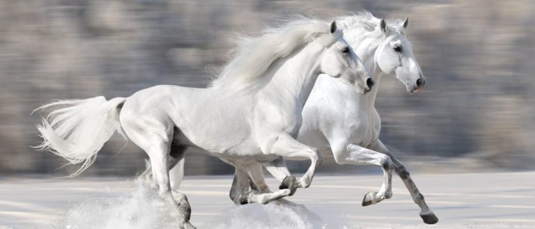 How long do horses live