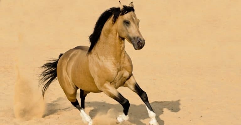 How long do horses live: American Quarter Horse