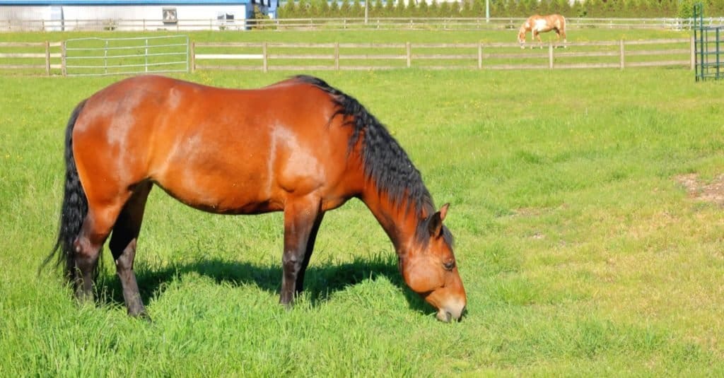 How long do horses live: American Standardbred