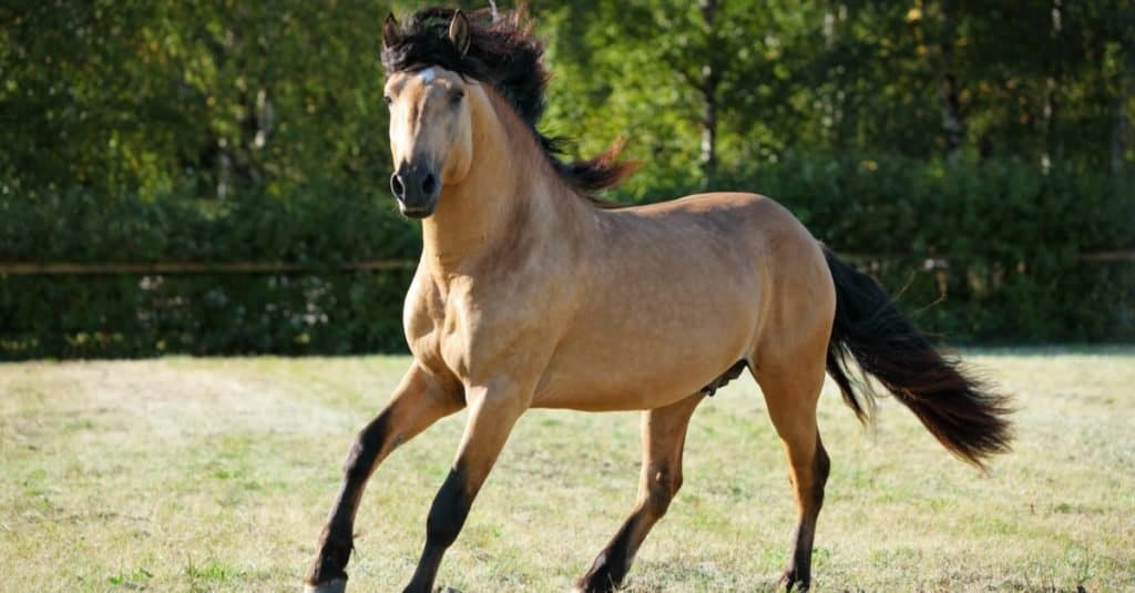 How long do horses live: Paso Fino