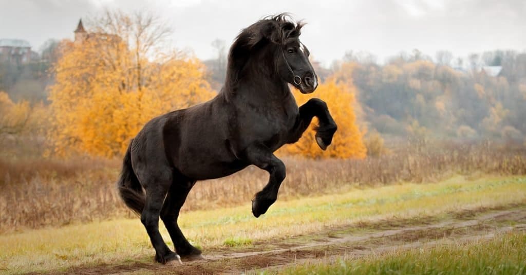 How long do horses live: Percheron