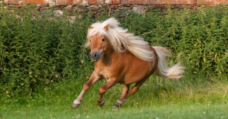 How long do horses live: Shetland
