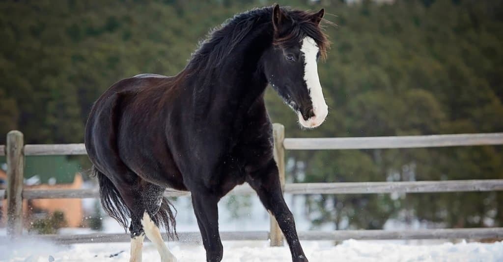 How long do horses live: Tennessee Walker