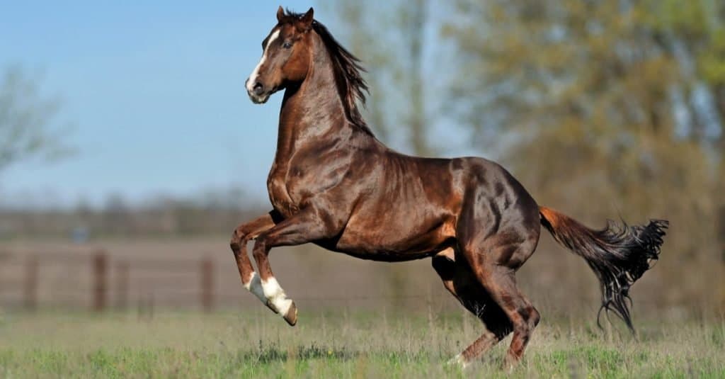 How long do horses live: Thoroughbred