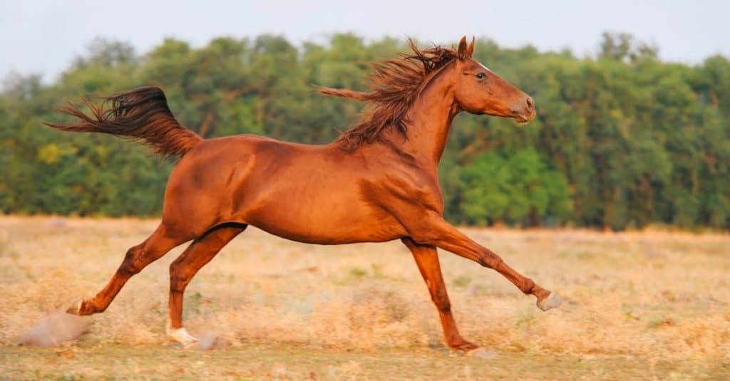 How long do horses live: Trakehner