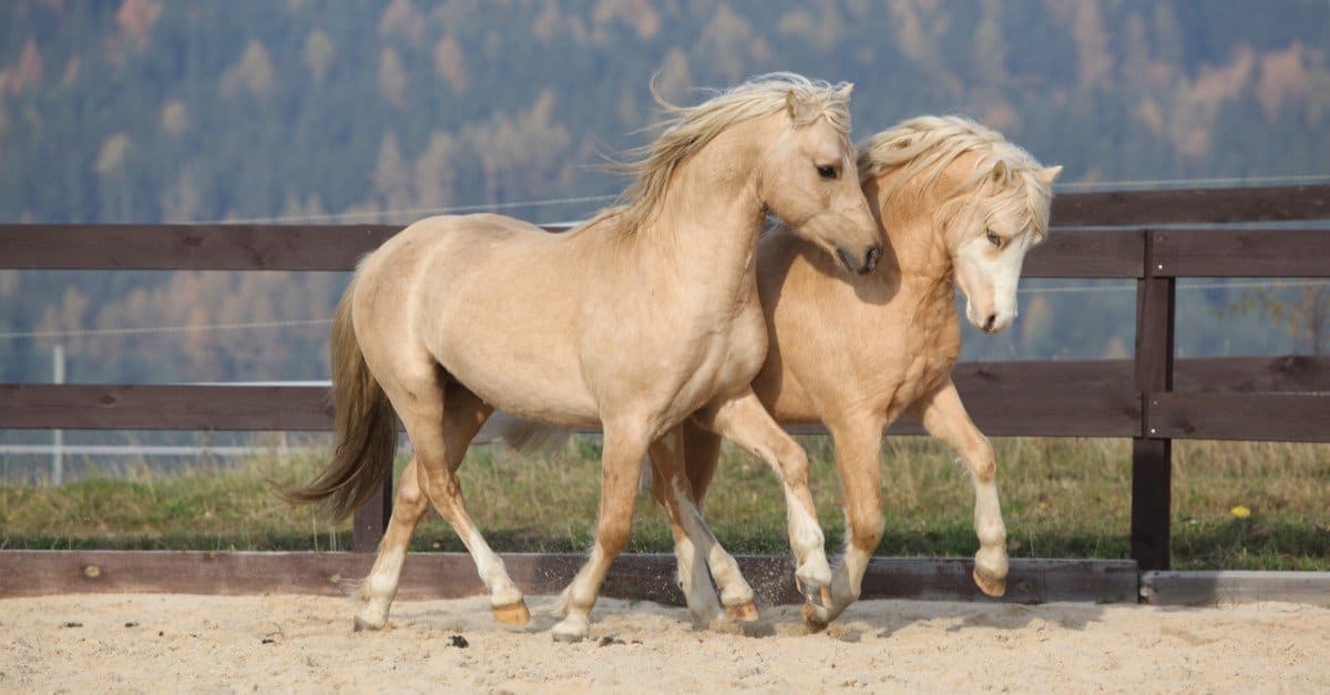 How long do horses live: Welsh Pony and Cob
