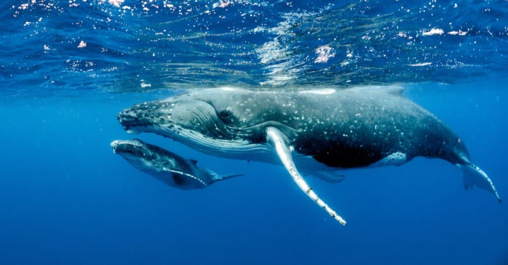 動物の移動 - ザトウクジラ