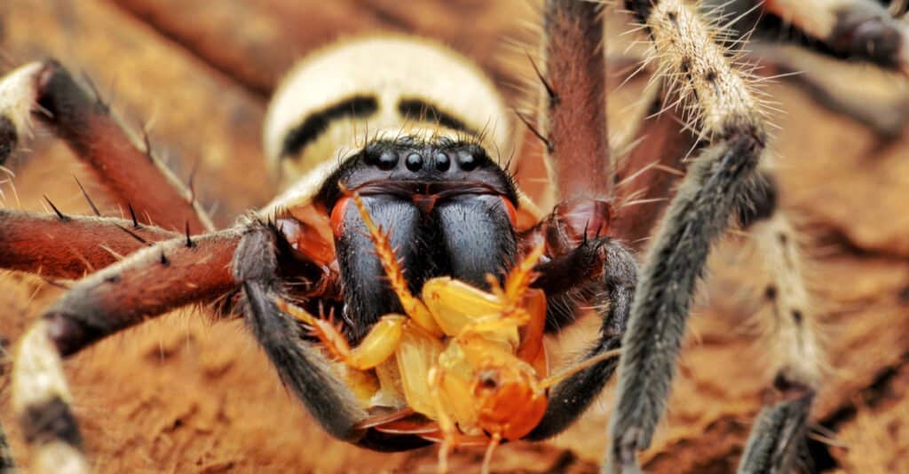 Huntsman Spider Eating Prey. Spiders taste food with their legs. 