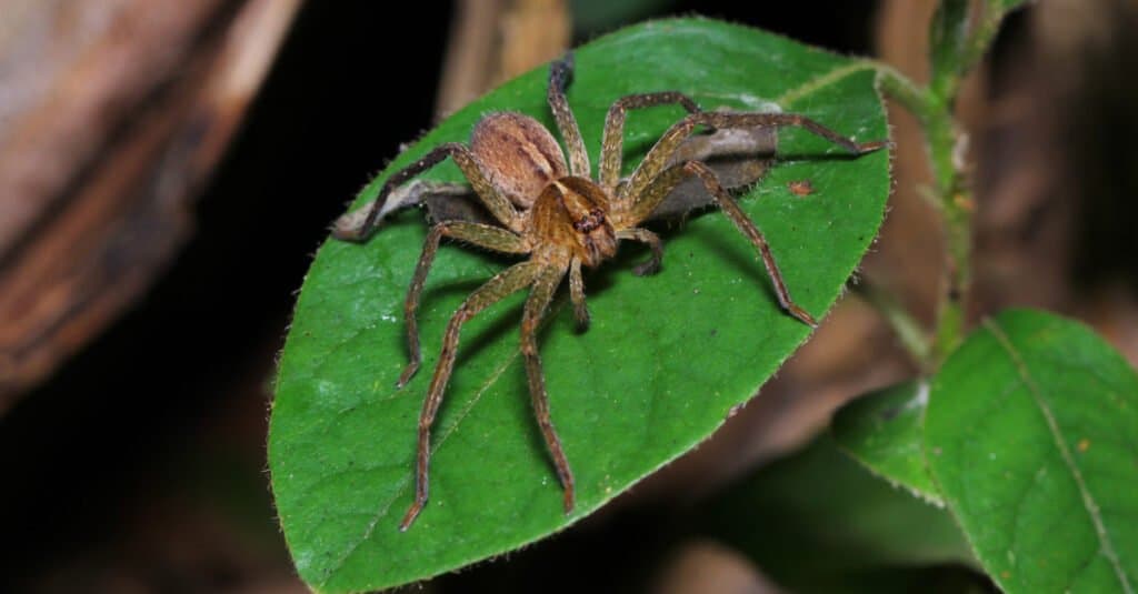 huntsman spider size comparison