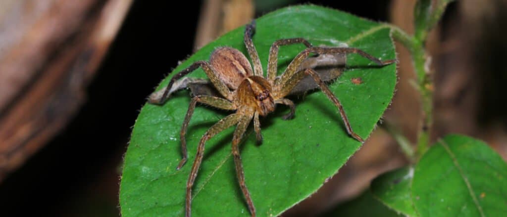 Hunter spider in the rainforest