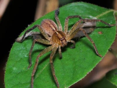 A Heteropoda venatoria