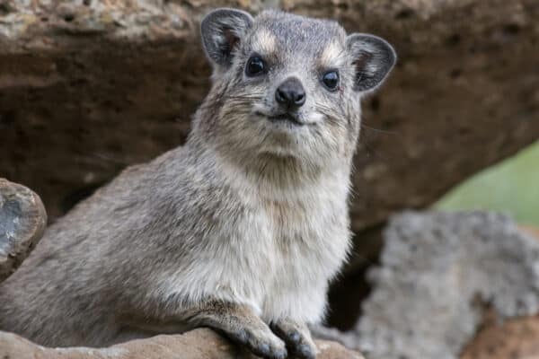 Surprisingly, the hyrax is more closely related to elephants and manatees, versus other animal species that look more similar, such as the pika.