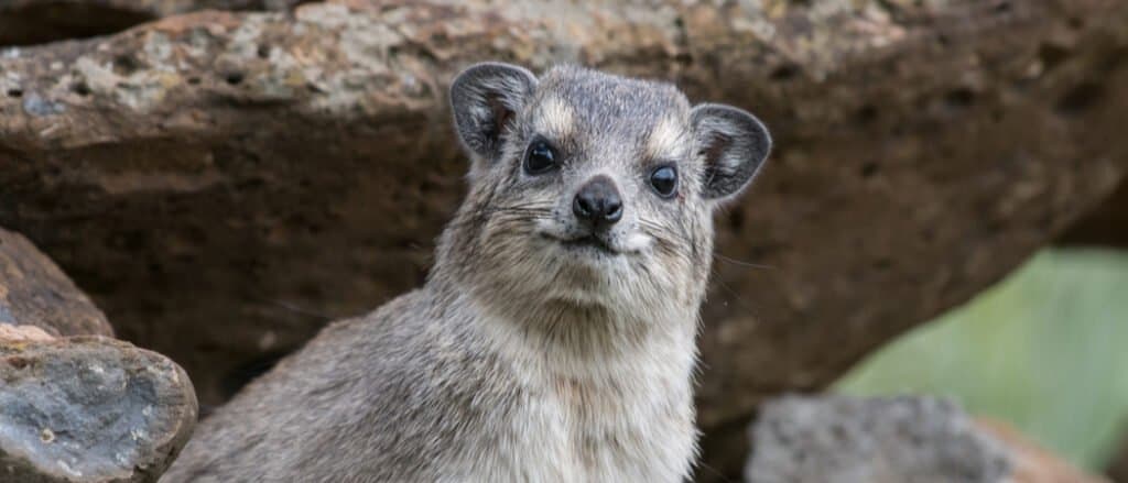 Hyrax in front of rocks