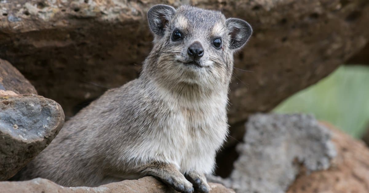 Interesting animals – hyrax