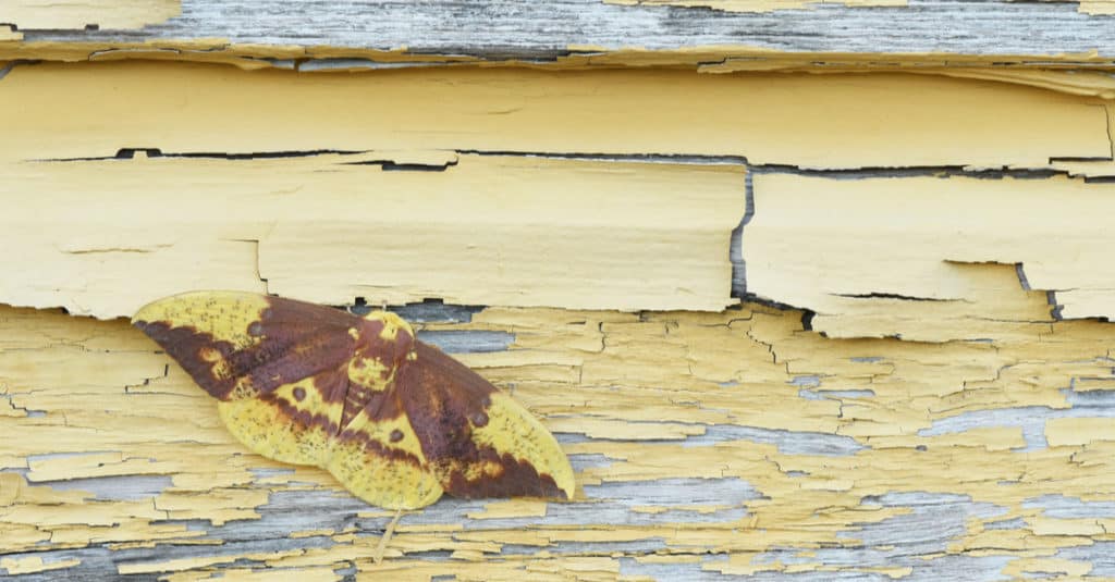 Imperial moth camouflaged