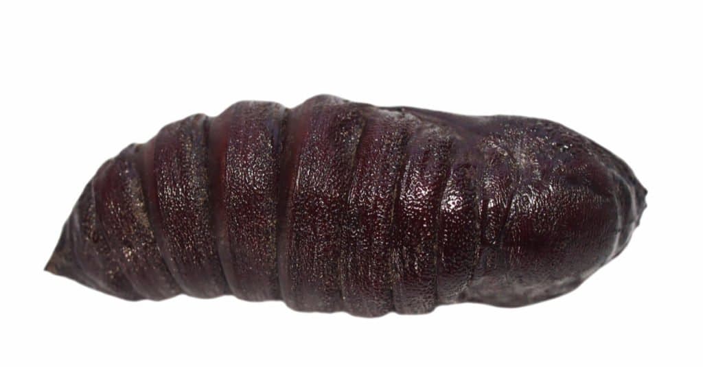 Imperial moth chrysalis