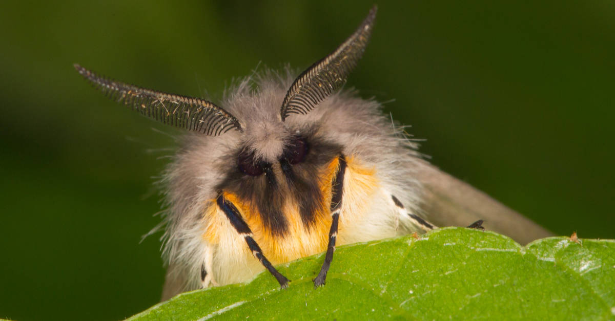 Imperial moth on a white background